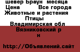 шевер Браун 2месяца › Цена ­ 200 - Все города Животные и растения » Птицы   . Владимирская обл.,Вязниковский р-н